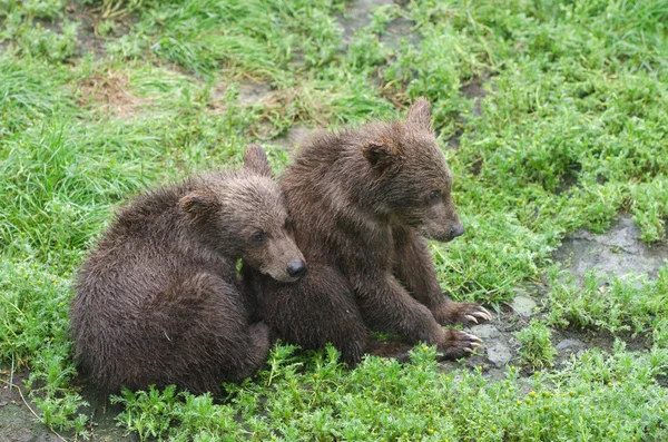 Louveteaux grizzlis — Photo