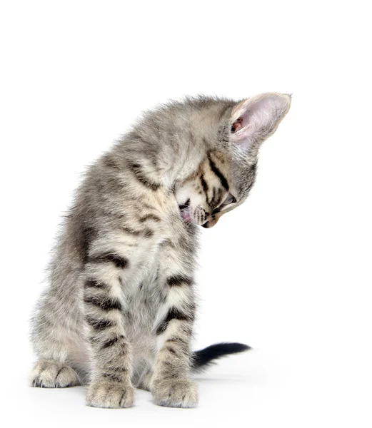 Roztomilý tříbarevné kotě na bílém pozadí — Stock fotografie