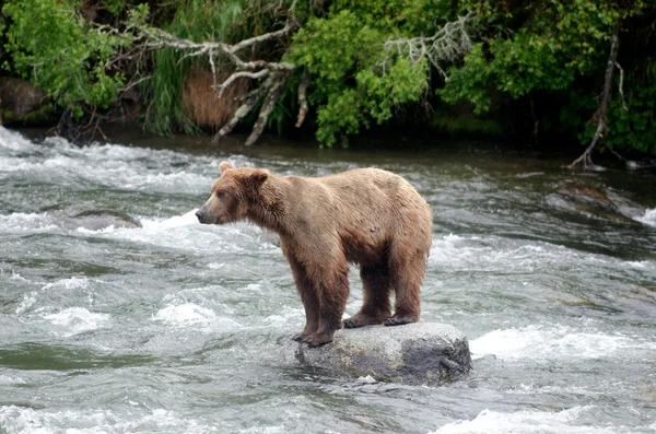 坐在岩石上的大棕熊 — 图库照片