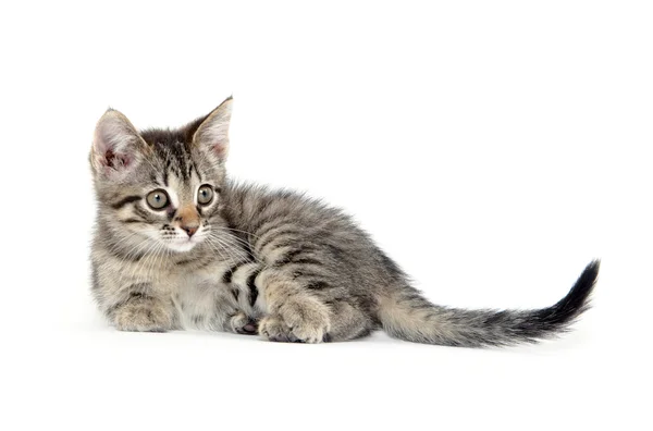 Carino gattino tabby su bianco — Foto Stock