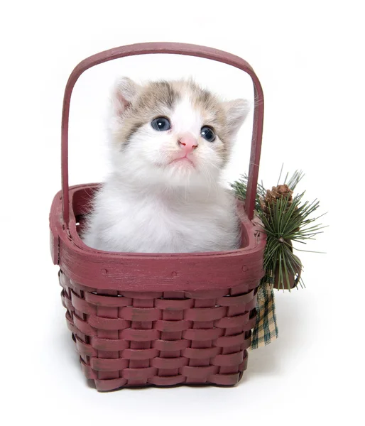 Gatinho bonito em uma pequena cesta — Fotografia de Stock