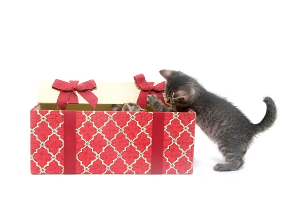 stock image Two cute kittens playing in gift box