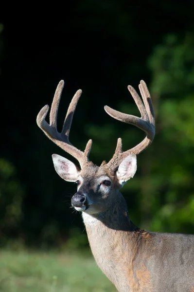 White-tailed deer buck with velvet antlers — Stock Photo, Image