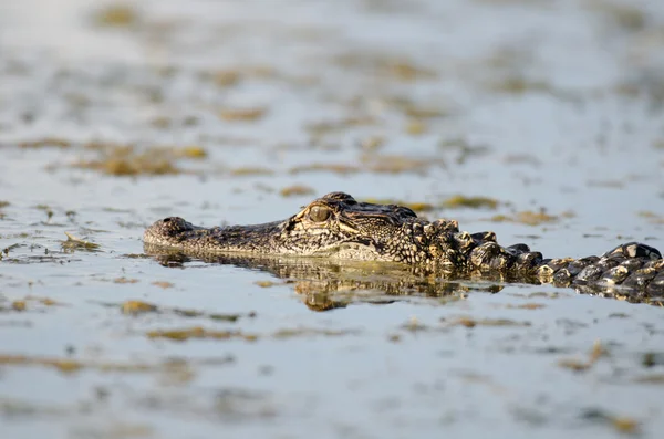Aligator american în apă statică — Fotografie, imagine de stoc