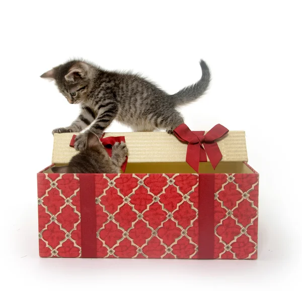 Due simpatici gattini che giocano in confezione regalo — Foto Stock