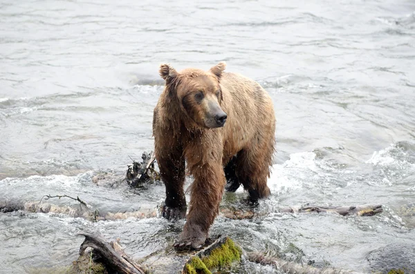 Μεγάλη καφέ αρκούδα αλιεία σολομού στο ποτάμι — Φωτογραφία Αρχείου