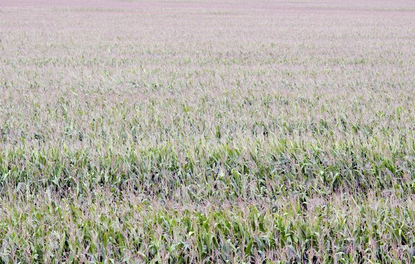 stock image Cornfield in the Midwest