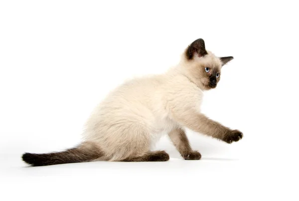Carino gattino su sfondo bianco — Foto Stock