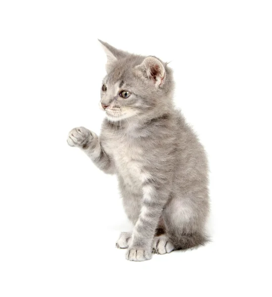 Sød grå killing på hvid - Stock-foto