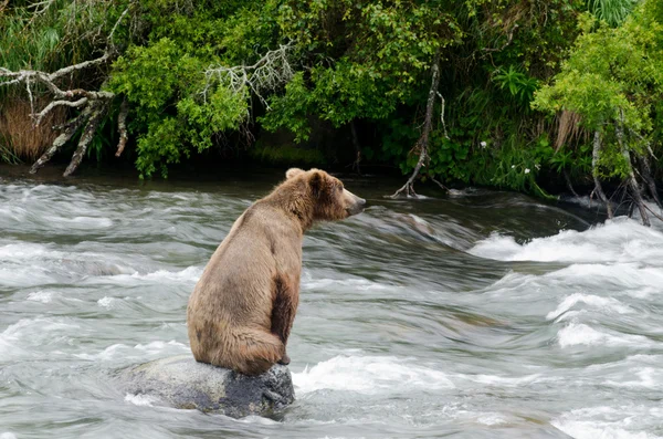 바위에 앉아 큰 갈색 곰 — 스톡 사진
