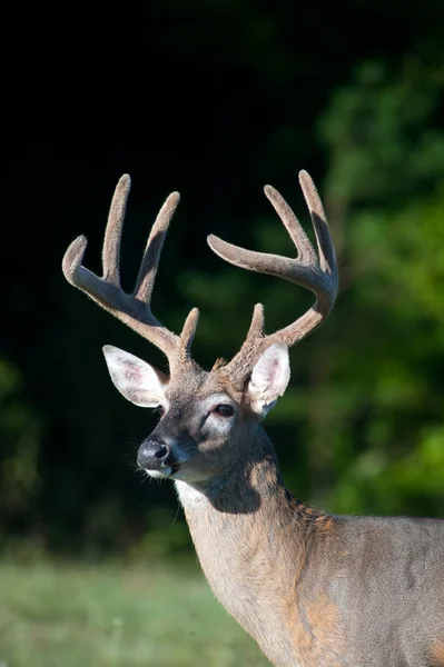 Cervo dalla coda bianca buck con corna di velluto — Foto Stock
