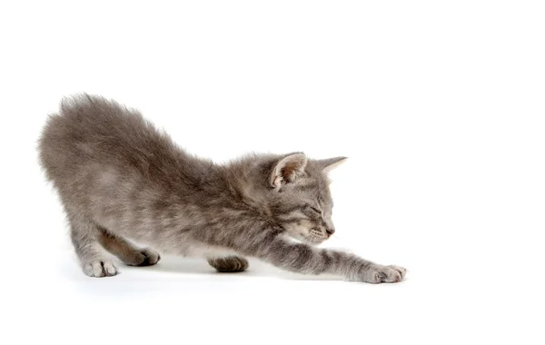 흰색에 귀여운 회색 고양이 — 스톡 사진