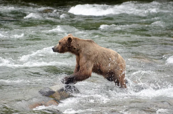 Grote bruine beer vissen op zalm in een rivier — Stockfoto