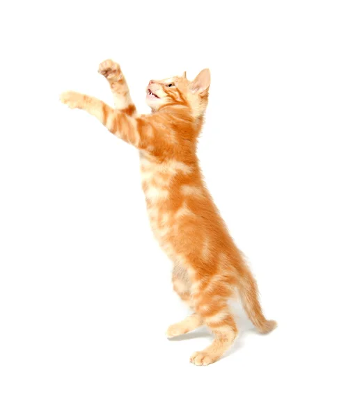 stock image Cute yellow kitten on white