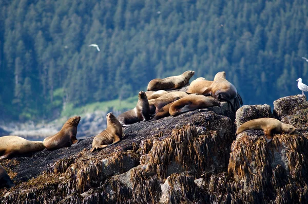 Stellar deniz aslanları — Stok fotoğraf