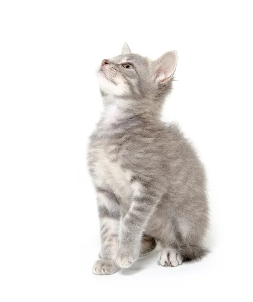 白地にグレー子猫かわいい — ストック写真