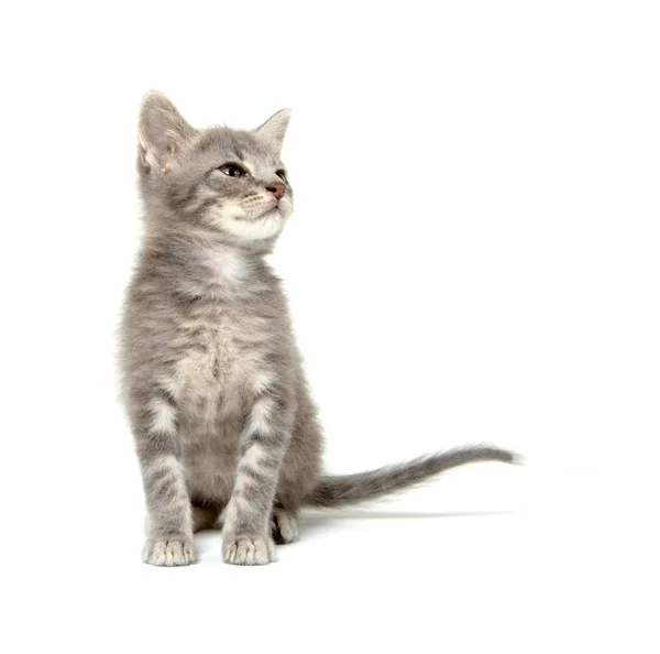 白地にグレーの子猫 — ストック写真