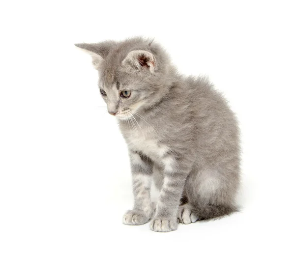 Niedliches graues Kätzchen auf weiß — Stockfoto