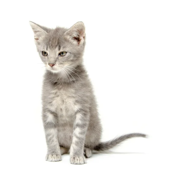 Gattino grigio su bianco — Foto Stock