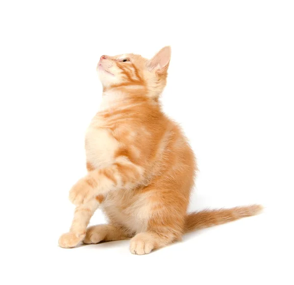 stock image Cute yellow kitten on white background