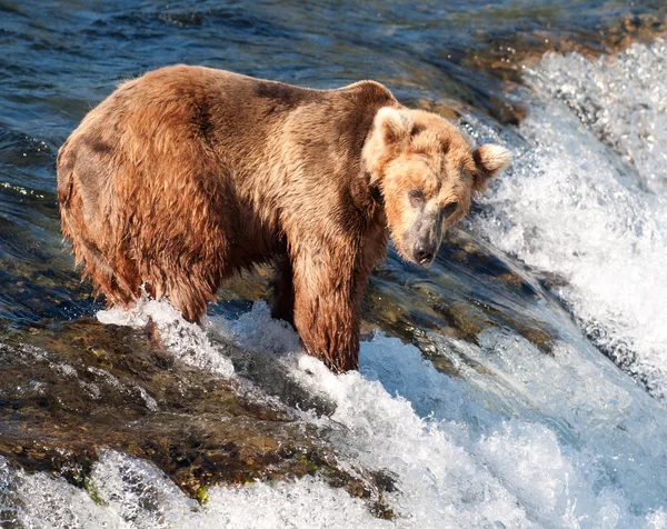 Alaskan brown bear fishing for salmon — Stock Photo, Image