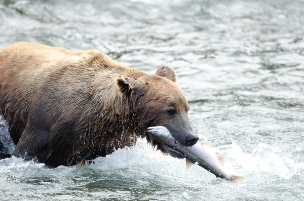 Alaskan bruine beer met zalm in haar mond — Stockfoto