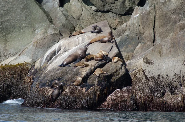 Stellar sea lions — Stock Photo, Image