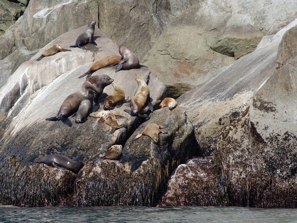 Stellar sea lions — Stock Photo, Image