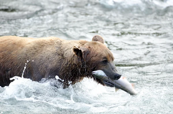 Ведмідь бурий Аляски з сьомгою в своїй ротової порожнини — стокове фото