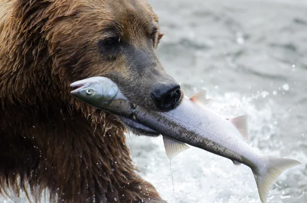 Ведмідь бурий Аляски з сьомгою в своїй ротової порожнини — стокове фото