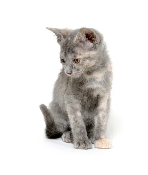 Lindo gatito gris en blanco — Foto de Stock