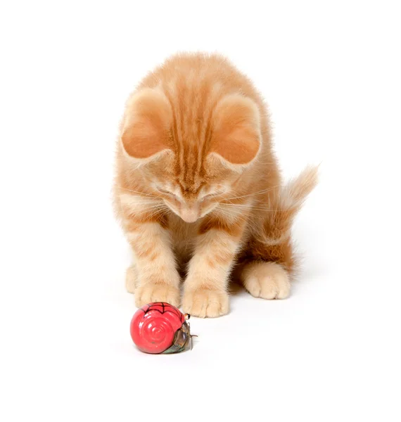 stock image Kitten playing with hermit crab