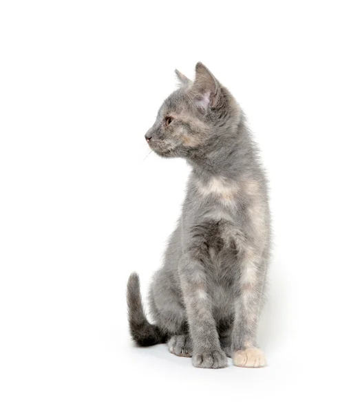 stock image Cute gray kitten on white