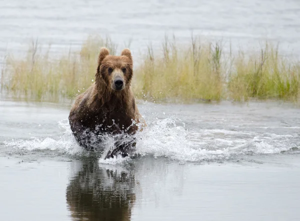 Aljašský medvěd hnědý protékající vody — Stock fotografie