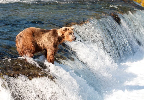 Alaskan oso pardo pesca de salmón —  Fotos de Stock