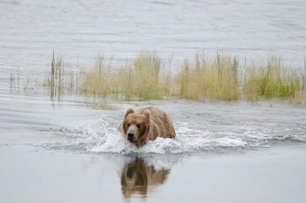 Urso marrom do Alasca correndo através da água — Fotografia de Stock