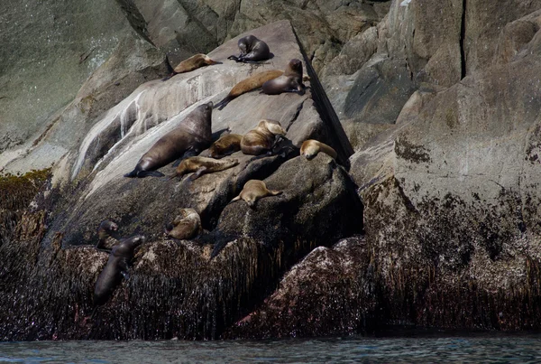 stock image Stellar sea lions