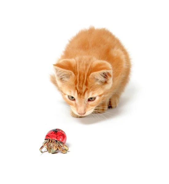 stock image Kitten playing with hermit crab