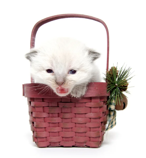 Two week old kitten in a basket — Stock Photo, Image