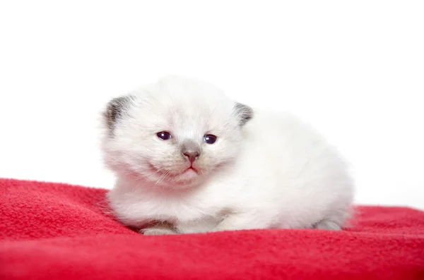 stock image Two week old kitten on red blanket