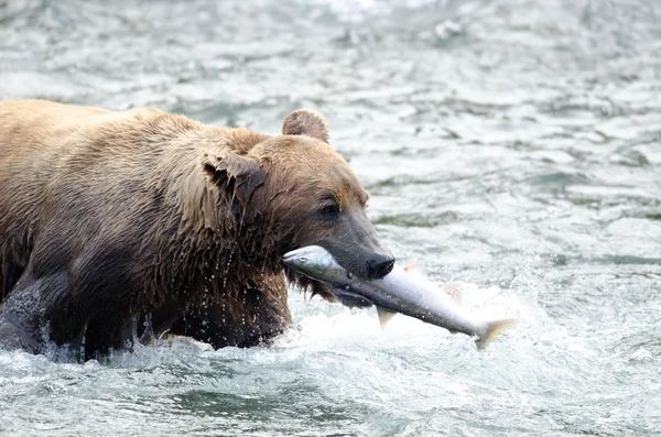 Alaskan niedźwiedź brunatny z łososia w pysku — Zdjęcie stockowe
