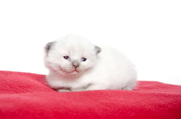 Stock image Two week old kitten on red blanket