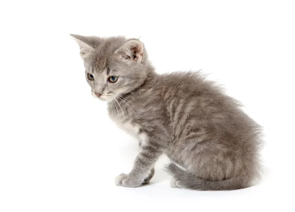 Carino gattino grigio su bianco — Foto Stock