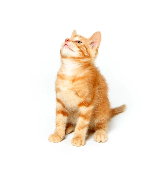Söt gul kattunge på vit — Stockfoto
