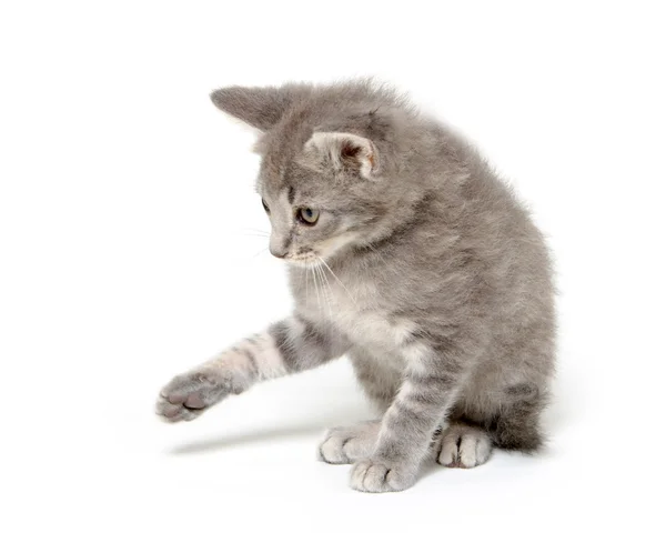 stock image Cute gray kitten on white