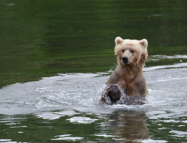 Alaskan Brown bear running through water — Stock Photo, Image