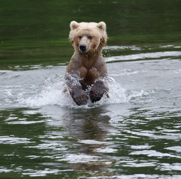 Alaska oso marrón corriendo a través del agua — Foto de Stock