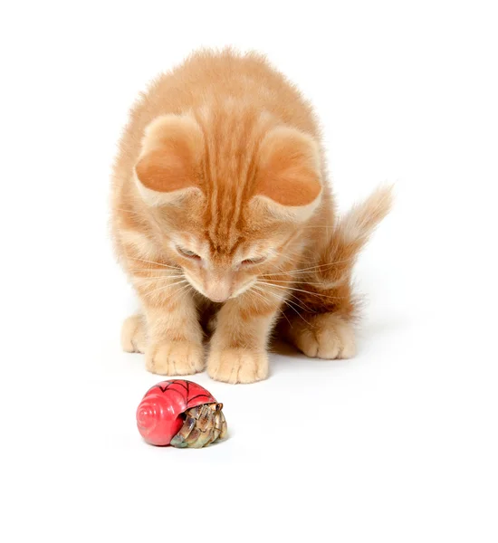 stock image Kitten playing with hermit crab