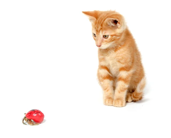 stock image Kitten playing with hermit crab