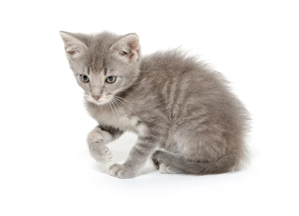 Gatinho cinza bonito no branco — Fotografia de Stock